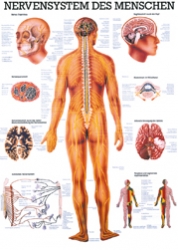 Nervensystem des Menschen
