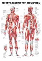 Muskulatur 70 x 100 cm